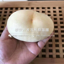 2019年4公分桃树苗报价图片