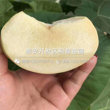 山东红灯笼黄桃树苗价格图片