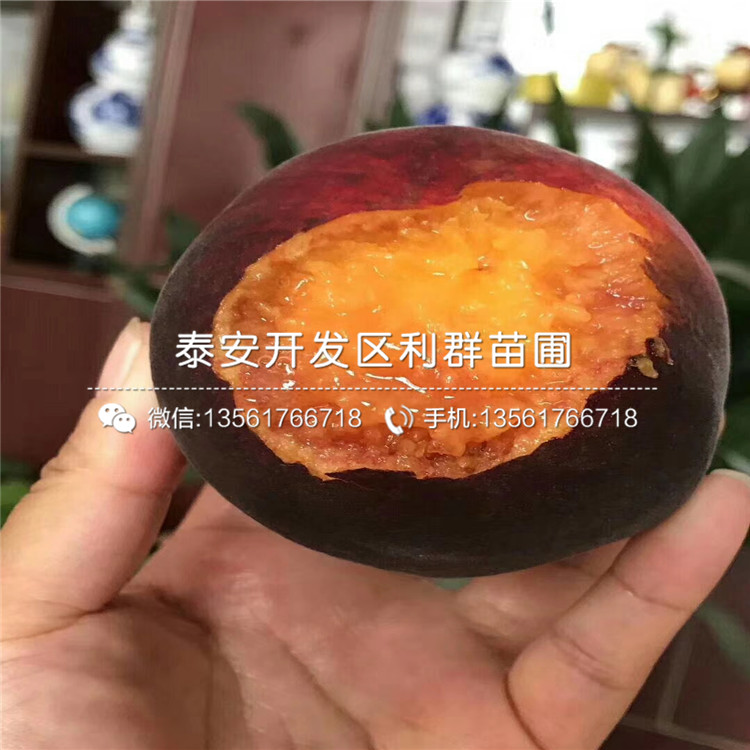桃樹價位多少