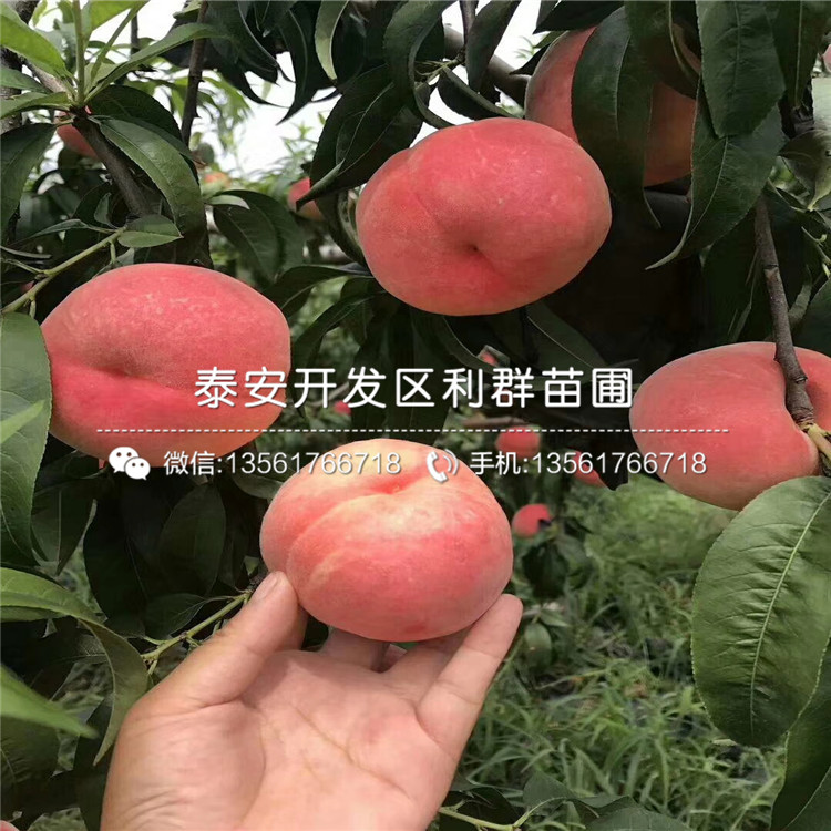 桃樹價(jià)格行情