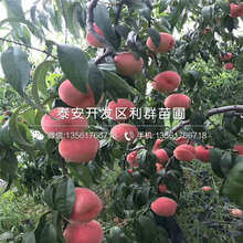 中油金帅桃树苗批发多少钱一株图片
