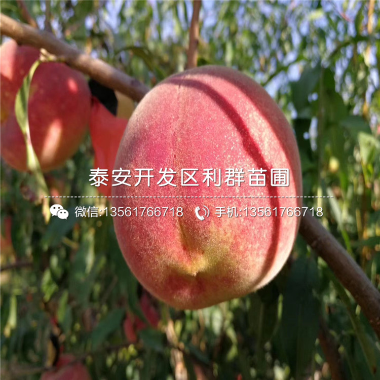 桃樹實生苗報價、桃樹實生苗價格