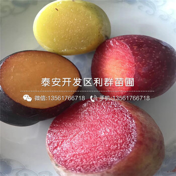 味帝李子樹苗、味帝李子樹苗新品種