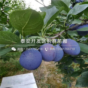 紅布林李子樹苗哪里有賣、紅布林李子樹苗多少錢一棵