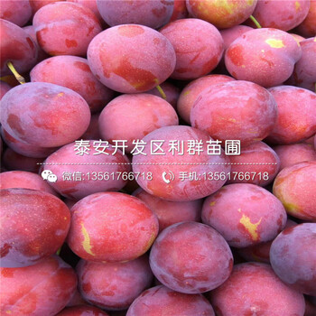 茵紅李子苗、茵紅李子苗多少錢