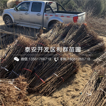 布朗李子苗供應(yīng)價(jià)格
