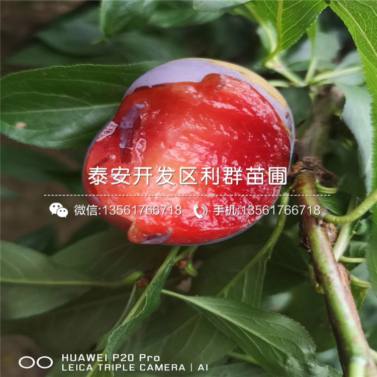 红宝石李子树苗新品种、2019年红宝石李子树苗多少钱一棵
