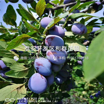 出售紅肉李子樹苗、紅肉李子樹苗基地