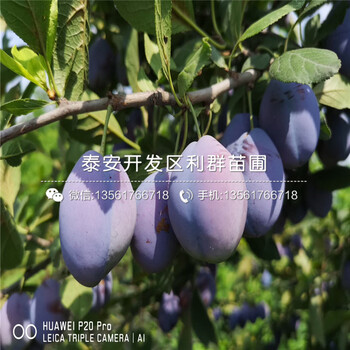 恐龍蛋李子樹(shù)苗品種、恐龍蛋李子樹(shù)苗多少錢(qián)一棵