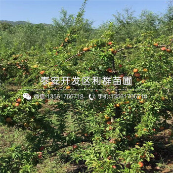 哪里有出售李子樹苗、出售李子樹苗價格多少