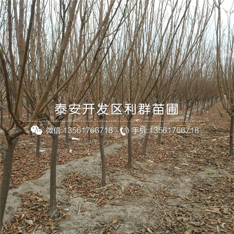 2019年红李子树苗出售基地