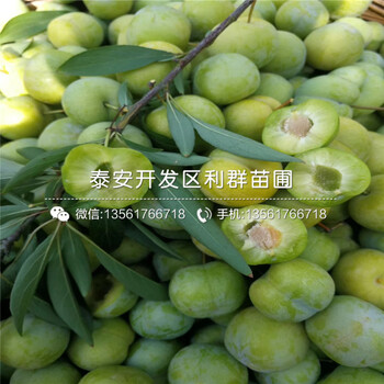 山東紅喜梅李子樹苗