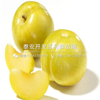 新品種杏李李子苗、杏李李子苗價(jià)格多少