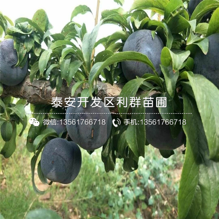 味王李子苗市场价格