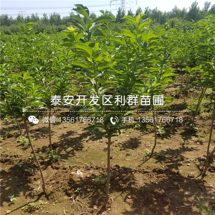 山东晚红李子树苗品种