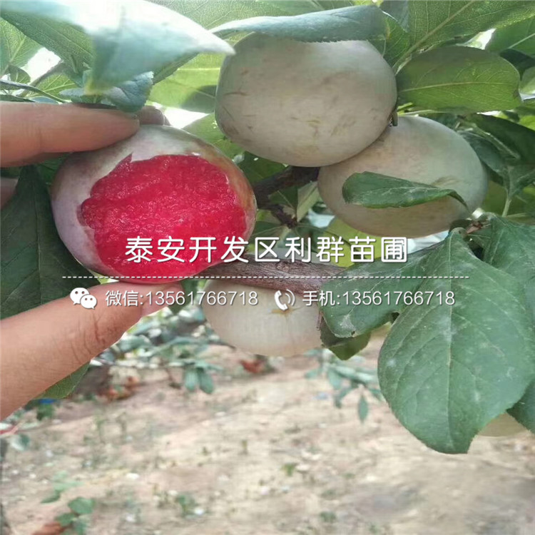 红贵阳李子树苗多少钱一株