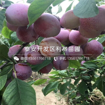 一株红布朗李子树苗多少钱