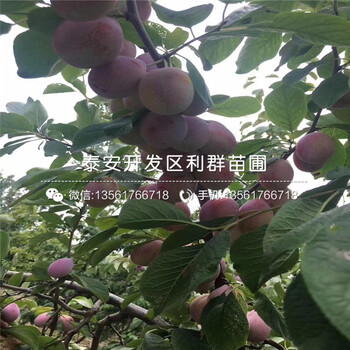 蜂糖李子苗价格行情