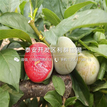 新品种秋红李子树苗价格多少