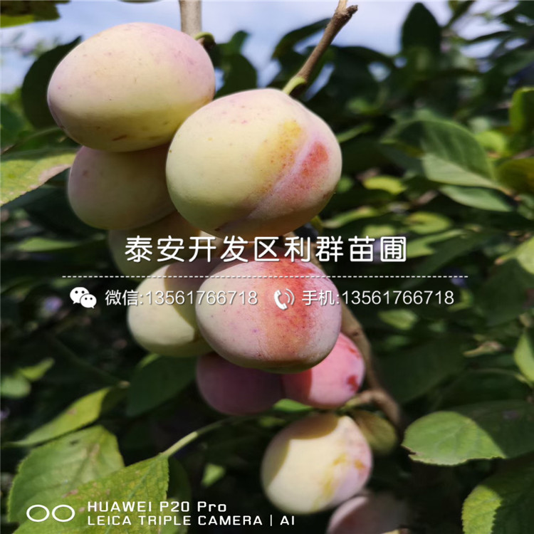 2019年新品种李子树苗批发价格