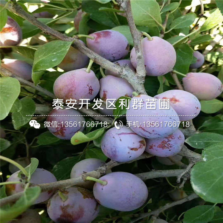 山东红喜梅李子树苗批发