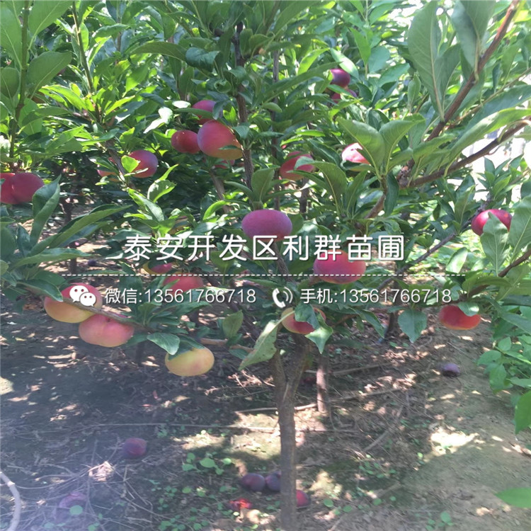 2019年西梅李子苗品种