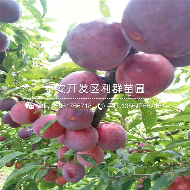 2019年西梅蓝蜜李子树苗批发基地