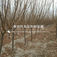 味馨李子苗批发价格图片