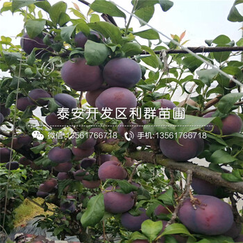 2019年晚红李子苗品种