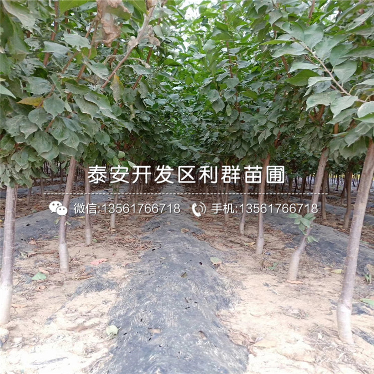 山东晚红李子树苗品种
