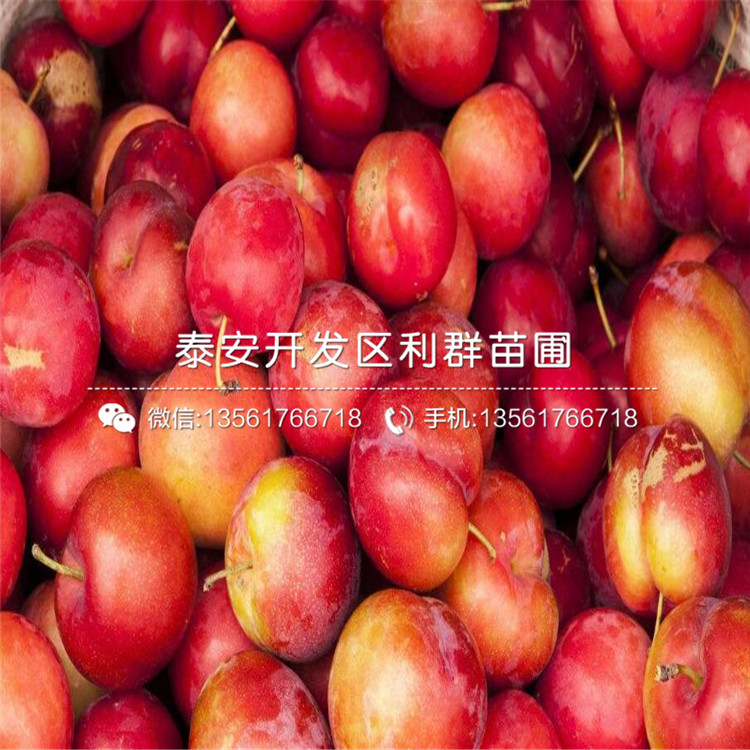秋红李子树苗品种、秋红李子树苗多少钱一棵