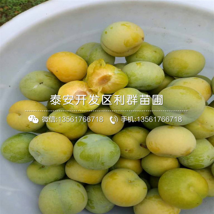 2019年晚红李子苗品种