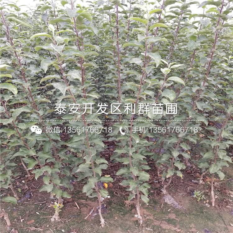 糖心苹果树苗