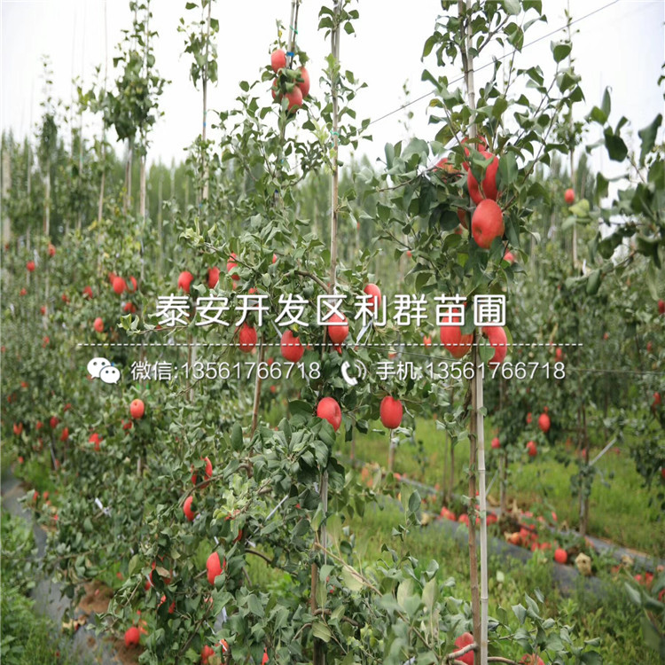 红蛇果苹果树苗、红蛇果苹果树苗多少钱