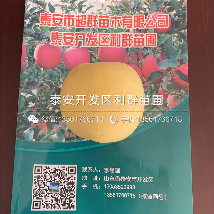 哪里有蛇果树苗、蛇果树苗价格多少