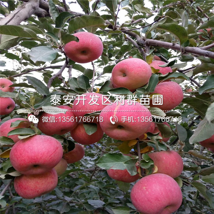 水蜜桃苹果苗批发基地