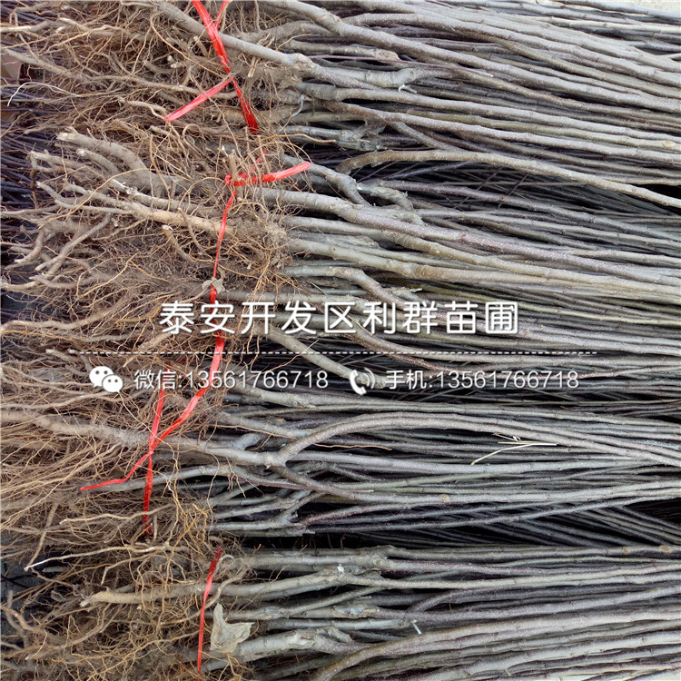 響富蘋果苗批發、響富蘋果苗基地