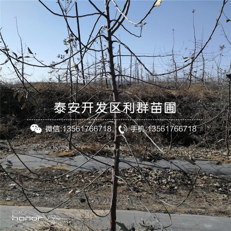 烟富十号苹果树苗基地