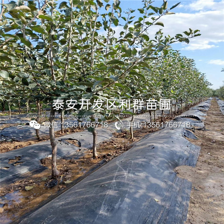 水蜜桃苹果树苗批发基地、2019年水蜜桃苹果树苗价格