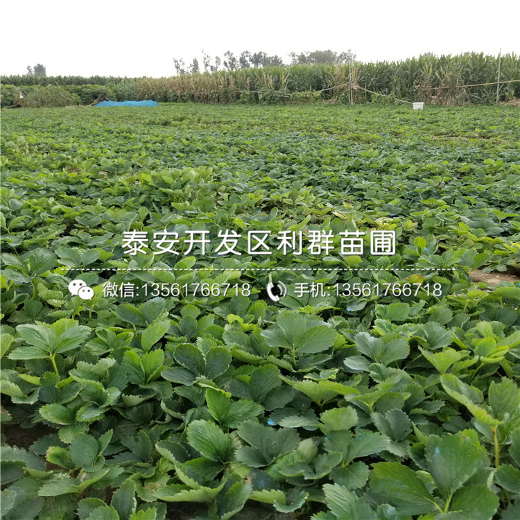 美德萊特草莓苗品種、美德萊特草莓苗多少錢(qián)一棵