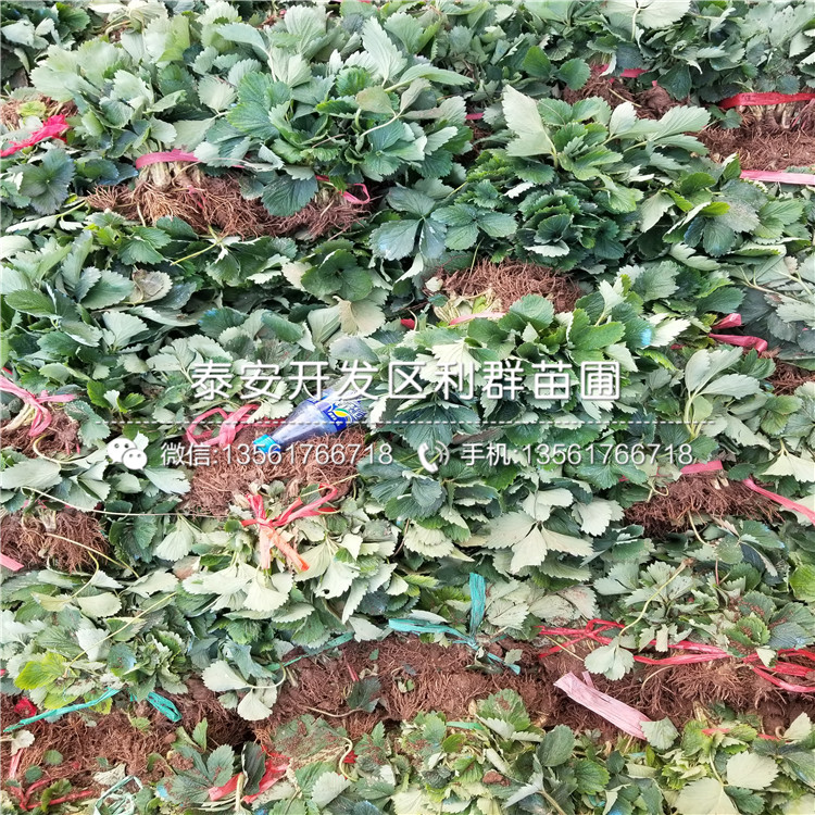 小白草莓苗新品種、小白草莓苗多少錢一棵