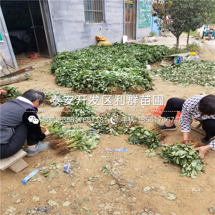 脫毒草莓苗、脫毒草莓苗出售價格