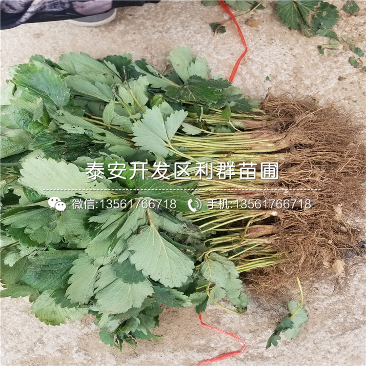 白雪天使草莓苗基地、白雪天使草莓苗價格