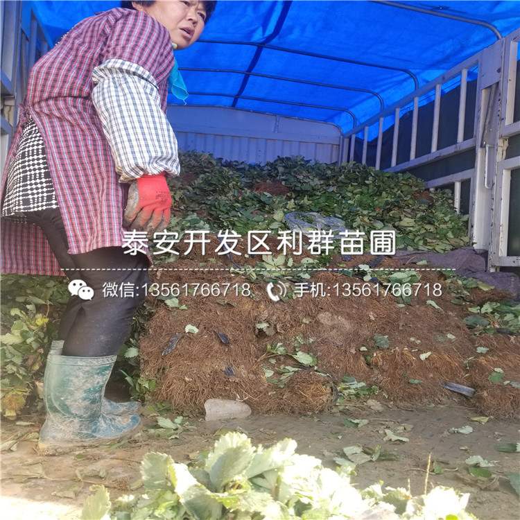 圣誕紅草莓苗、圣誕紅草莓苗新品種
