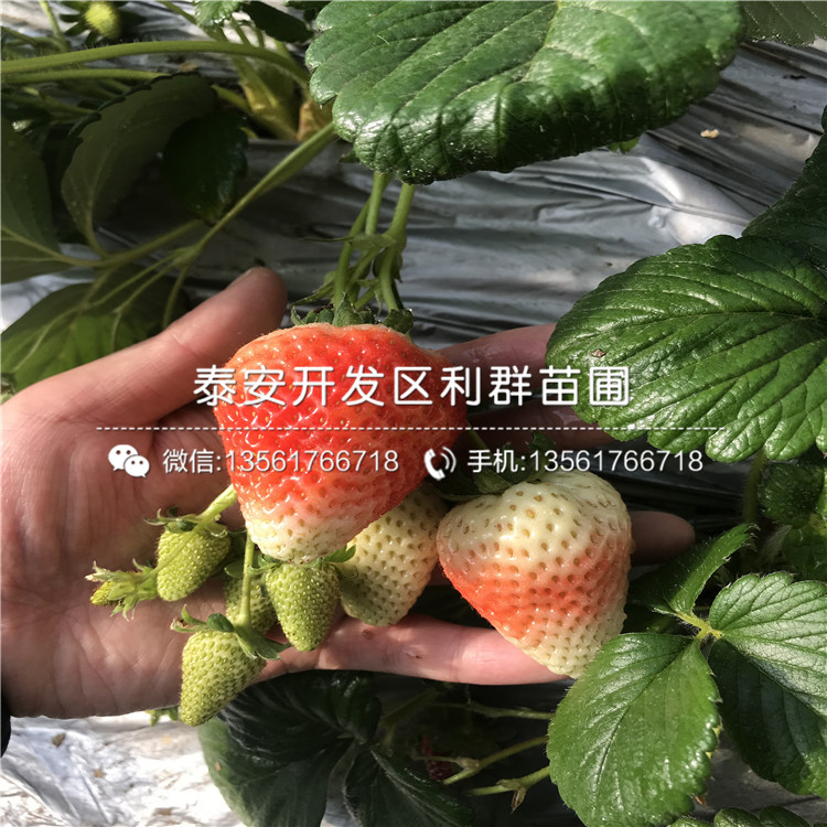 圣誕紅草莓苗、圣誕紅草莓苗新品種