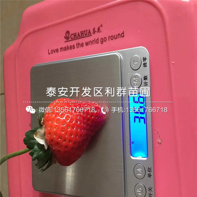 甜查理草莓苗、甜查理草莓苗什么價(jià)格