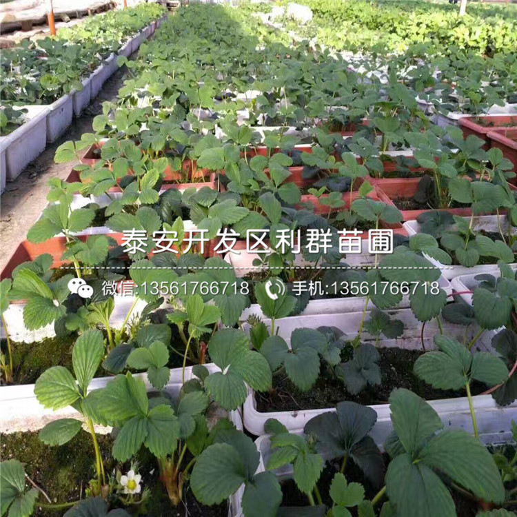 脫毒草莓苗、脫毒草莓苗出售價格