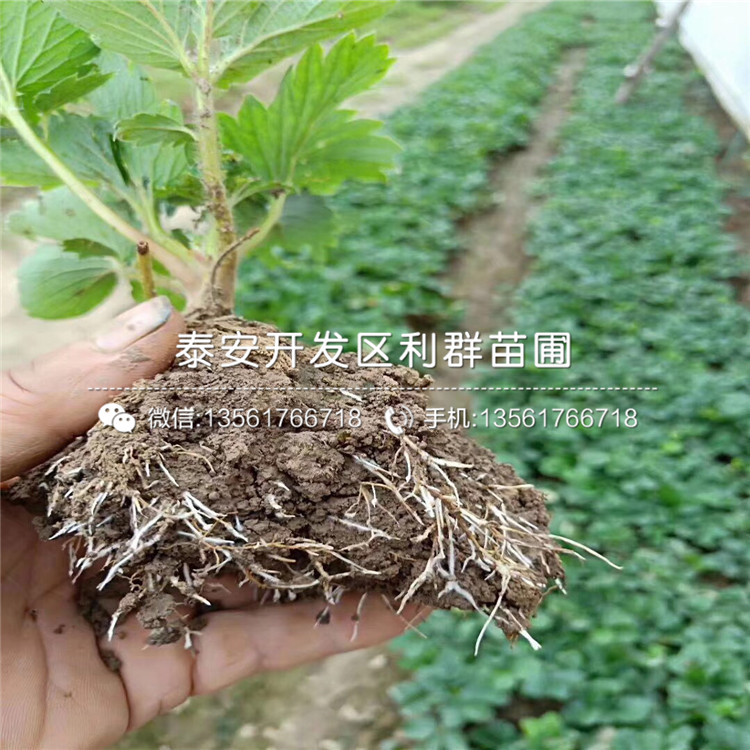 山東九香草莓苗、山東九香草莓苗價(jià)格及報(bào)價(jià)