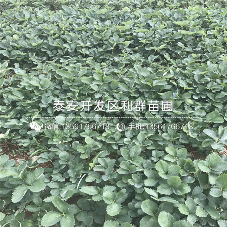 小白草莓苗新品種、小白草莓苗多少錢一棵