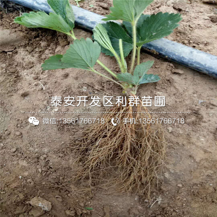 久香草莓苗、久香草莓苗价格多少